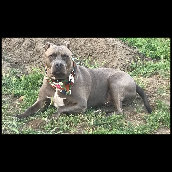 Meet your Posher, Tamira - Picture 3 of 8